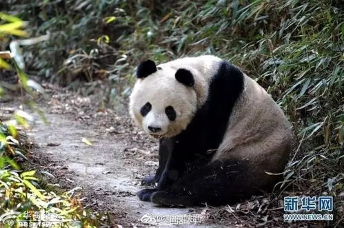 男子夜跑偶遇大熊猫，误以为遇上了野猪